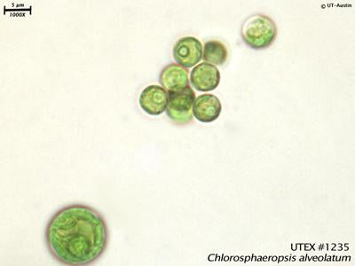 <strong>UTEX 1235</strong> <br><i>Chlorosphaeropsis alveolatum</i>