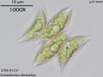 <strong>UTEX 1237</strong> <br><i>Scenedesmus dimorphus</i>