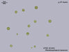 UTEX 1241 Planktosphaeria texensis | UTEX Culture Collection of Algae