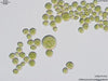 UTEX 1242 Chlorococcum polymorphum | UTEX Culture Collection of Algae