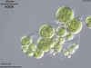 UTEX B 1245 Spongiochloris llanoensis | UTEX Culture Collection of Algae