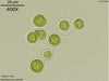 UTEX B 1246 Bracteacoccus grandis | UTEX Culture Collection of Algae