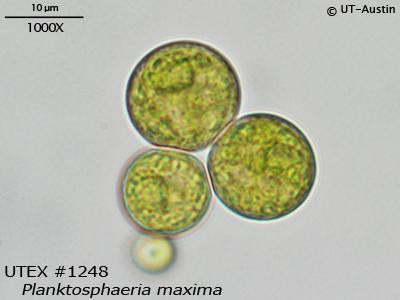 <strong>UTEX B 1248</strong> <br><i>Planktosphaeria maxima</i>
