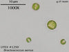 UTEX 1250 Bracteacoccus aerius | UTEX Culture Collection of Algae