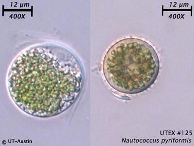 <strong>UTEX B 125</strong> <br><i>Nautococcus pyriformis</i>