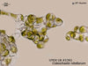 UTEX LB 1261 Coleochaete nitellarum | UTEX Culture Collection of Algae