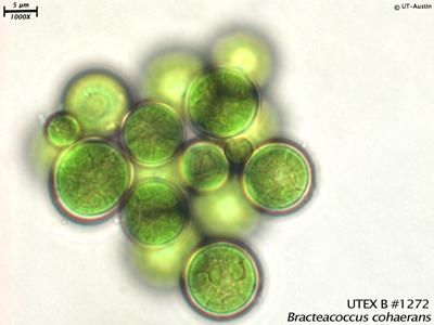 <strong>UTEX B 1272</strong> <br><i>Bracteacoccus cohaerans</i>
