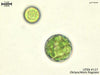 UTEX B 127 Dictyochloris fragrans | UTEX Culture Collection of Algae