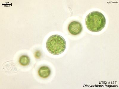 UTEX B 127 Dictyochloris fragrans | UTEX Culture Collection of Algae