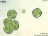 UTEX B 128 Tetracystis dissociata | UTEX Culture Collection of Algae