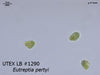 UTEX LB 1290 Eutreptia pertyi | UTEX Culture Collection of Algae