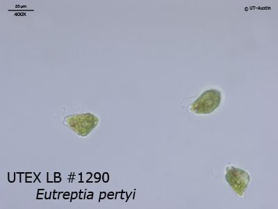 <strong>UTEX LB 1290</strong> <br><i>Eutreptia pertyi</i>