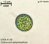 UTEX B 129 Characium polymorphum | UTEX Culture Collection of Algae