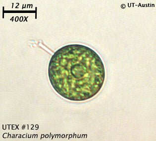 <strong>UTEX B 129</strong> <br><i>Characium polymorphum</i>
