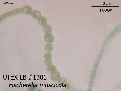 UTEX LB 1301 Fischerella muscicola | UTEX Culture Collection of Algae