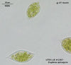 UTEX LB 1307 Euglena spirogyra | UTEX Culture Collection of Algae