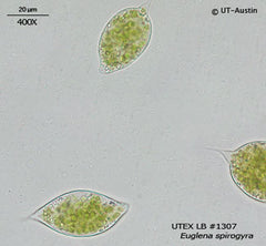 Euglenaページ Euglena - a composite of different views of the same cell