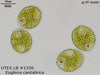 UTEX LB 1320 Euglena cantabrica | UTEX Culture Collection of Algae