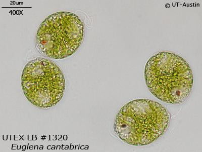 <strong>UTEX LB 1320</strong> <br><i>Euglena cantabrica</i>