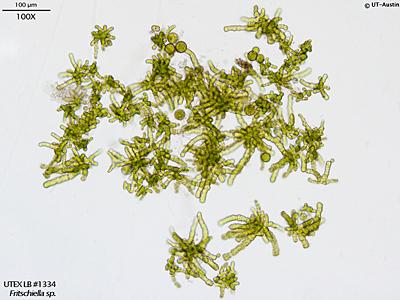 UTEX LB 1334 Fritschiella sp. | UTEX Culture Collection of Algae