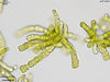 UTEX LB 1334 Fritschiella sp. | UTEX Culture Collection of Algae