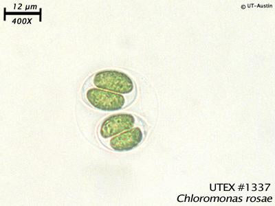 <strong>UTEX B 1337</strong> <br><i>Chloromonas rosae</i>