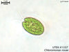 UTEX B 1337 Chloromonas rosae | UTEX Culture Collection of Algae
