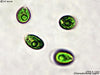 UTEX B 1343 Chlamydomonas segnis | UTEX Culture Collection of Algae