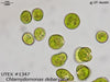 UTEX B 1347 Chlamydomonas debaryana | UTEX Culture Collection of Algae