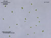 UTEX LB 1355 Kirchneriella cornuta | UTEX Culture Collection of Algae