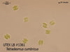 UTEX LB 1361 Tetradesmus cumbricus | UTEX Culture Collection of Algae