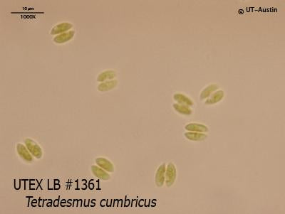 <strong>UTEX LB 1361</strong> <br><i>Tetradesmus cumbricus</i>