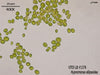 UTEX LB 1376 Hypnomonas ellipsoidea | UTEX Culture Collection of Algae
