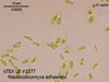 UTEX LB 1377 Pseudococcomyxa adhaerens | UTEX Culture Collection of Algae