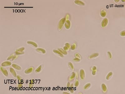 <strong>UTEX LB 1377</strong> <br><i>Pseudococcomyxa adhaerens</i>
