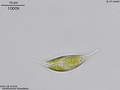 UTEX LB 1378 Keratococcus bicaudatus | UTEX Culture Collection of Algae