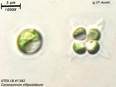 限定セール UTEX LB 1382 Coronastrum ellipsoideum | UTEX Culture K-POP・アジア