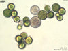 UTEX B 138 Neochloris aquatica | UTEX Culture Collection of Algae