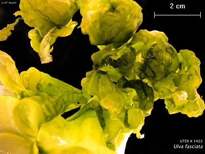 <strong>UTEX LB 1422</strong> <br><i>Ulva fasciata</i>