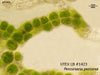 UTEX LB 1423 Percursaria percursa | UTEX Culture Collection of Algae
