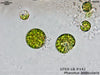UTEX LB 142 Phacotus lenticularis | UTEX Culture Collection of Algae