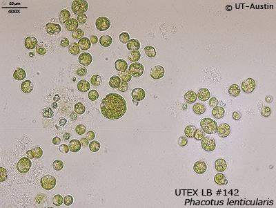 <strong>UTEX LB 142</strong> <br><i>Phacotus lenticularis</i>