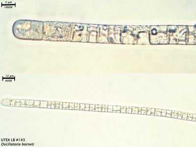 UTEX LB 143 Oscillatoria borneti | UTEX Culture Collection of Algae