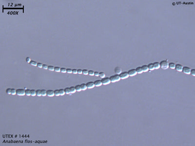Algae Express UTEX 1444 Anabaena Flos aquae UTEX Culture Collection algae-express-utex-1444-anabaena-flos-aquae-utex-culture-collection