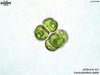 UTEX B 1451 Fasciculochloris boldii | UTEX Culture Collection of Algae