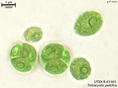 <strong>UTEX B 1461</strong> <br><i>Tetracystis pulchra</i>