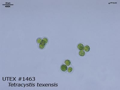 <strong>UTEX 1463</strong> <br><i>Tetracystis texensis</i>