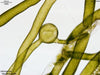 UTEX LB 146 Vaucheria sessilis | UTEX Culture Collection of Algae