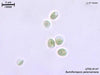 UTEX B 147 Bumilleriopsis peterseniana | UTEX Culture Collection of Algae