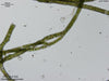 UTEX LB 1484 Cladophora glomerata | UTEX Culture Collection of Algae